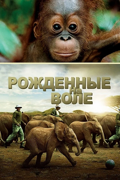 фон