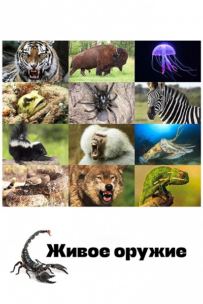 фон